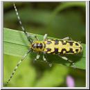 Saperda scalaris - Leiterbock 01.jpg